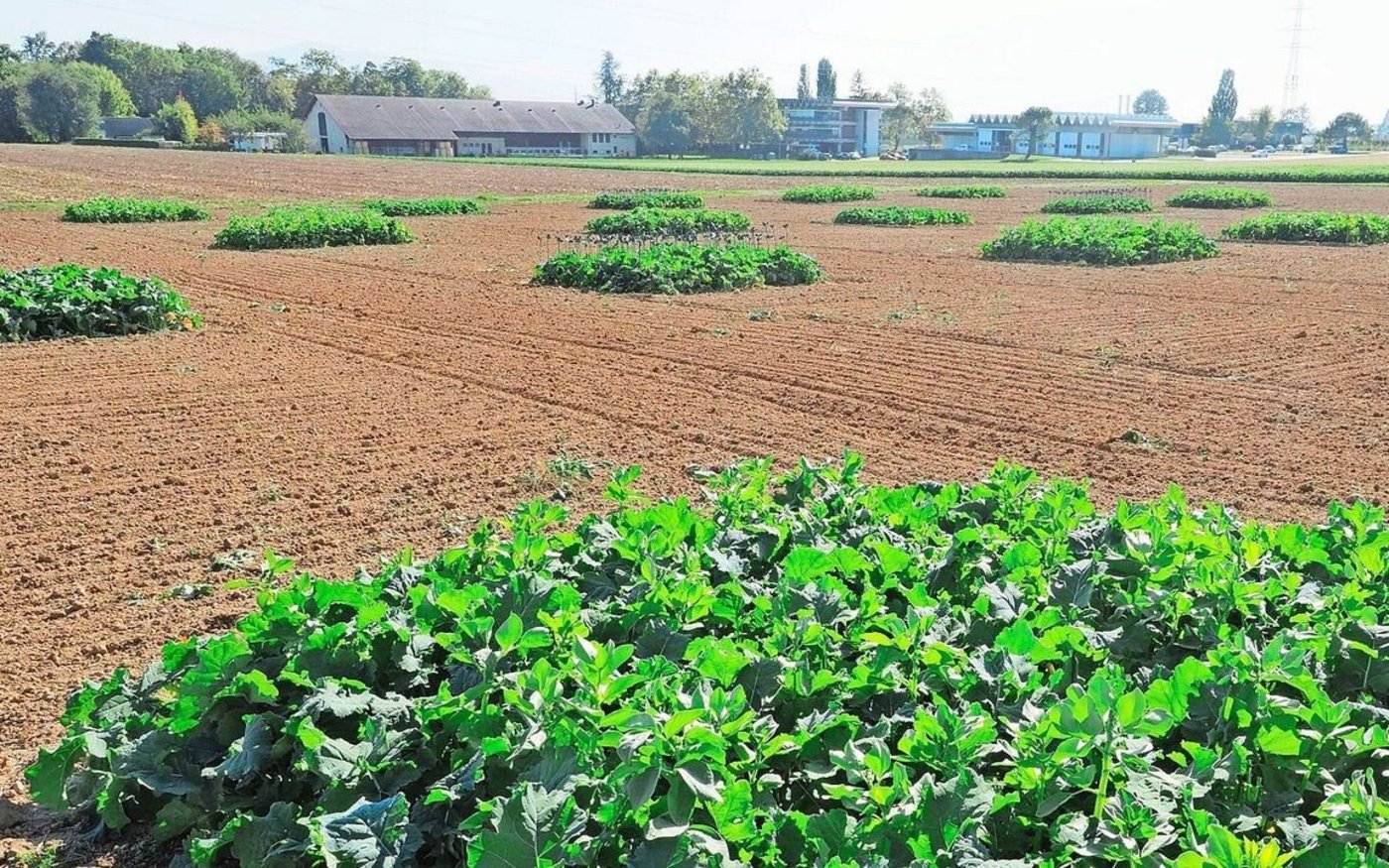 In einem Feldversuch untersuchte Agroscope den Einfluss von Raps in Mischkultur auf den Schädlingsdruck im Raps.  