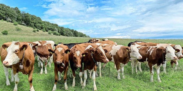 Für das Rindvieh dürfte das Virus aufgrund der schwachen Erkrankung kein Problem sein. Unklar ist bislang jedoch, wie lange es sich in einer Herde halten kann.