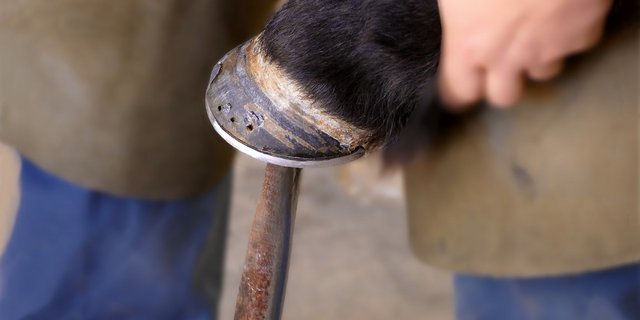 Eine Lehre als Hufschmied/in kann man überall in der Schweiz bei einem Lehrmeister machen. (Bild Pixabay)