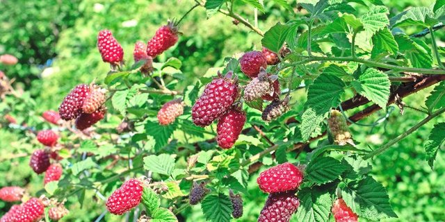 Bindet man die dornigen Ranken an ein Gerüst, lassen sich Taybeeren gut ernten. 