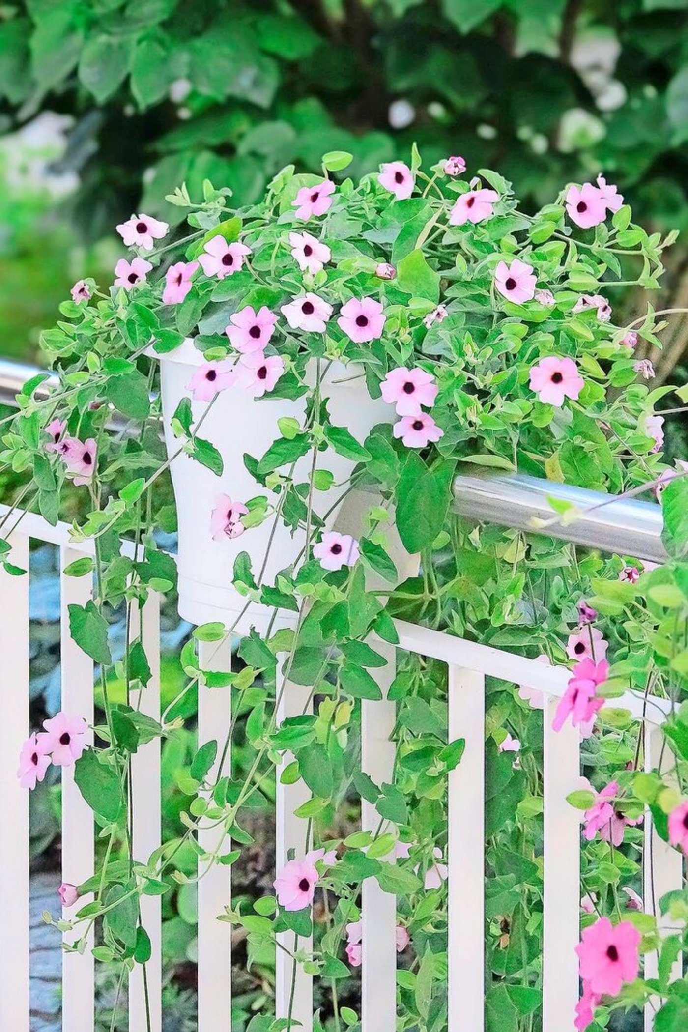 Die Schwarzäugige Susanne ist ein einjähriger Kletterer. Es gibt sie unterdessen in immer mehr Farbvarianten. 