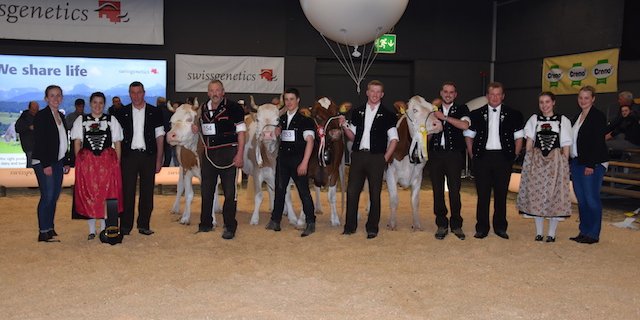Die Senior-Missen und Senior-Schöneuter der Simmental und Swiss Fleckvieh.