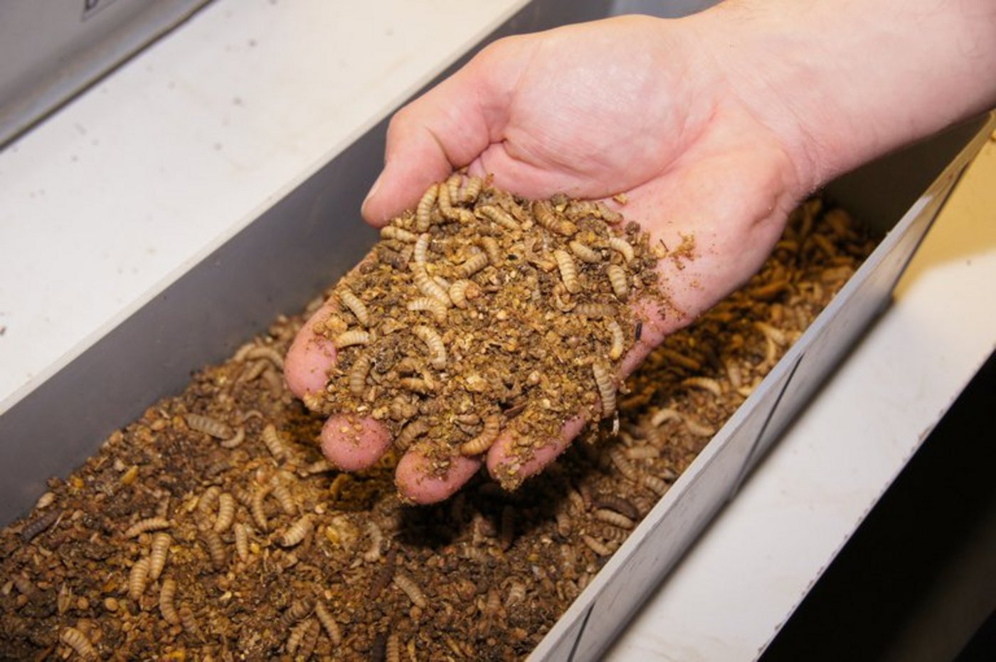 Die Larve der Schwarzen Soldatenfliege produziert den Dünger. Sie wird zuvor mit pflanzlichen Abfällen gefüttert. So schliesst sich der Nährstoffzyklus. (Bild ji)