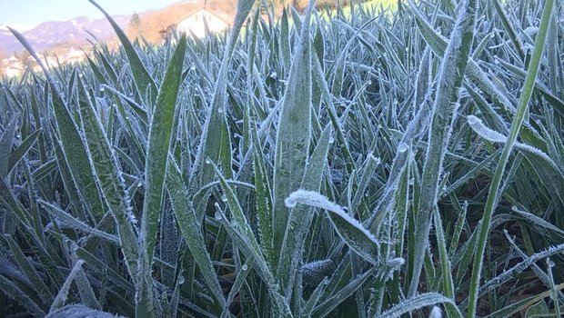 Frostnächte prägen den April. Es wird davon abgeraten, die Pflanzen mit Pflanzenschutzmitteln zusätzlich zu stressen. (Bild Andrea Zemp)