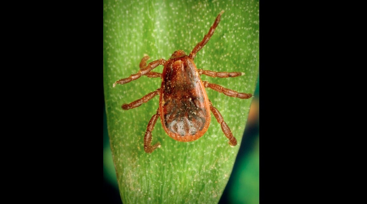 Ein Hundezeckenweibchen könne bis zu 4000 Eier legen. (Bild Gemeinfrei, https://commons.wikimedia.org/w/index.php?curid=688291)