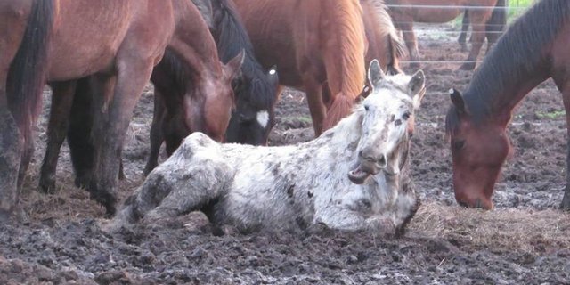 Laut TSB werden kranke, verletzte und sterbende Pferde sich selbst überlassen. (Bild TSB)