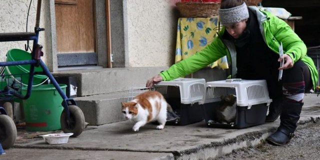 Die Tierschutzorganisation Netap sucht Landwirte, die wilde Katze aufnehmen. (Bild Netap)