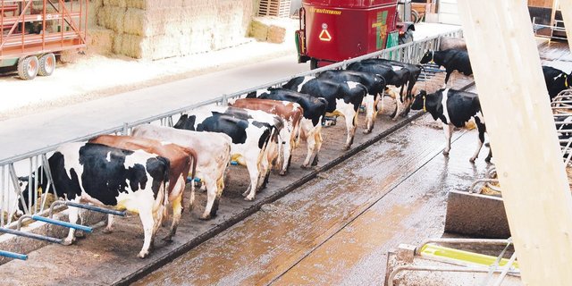 Erhöhte Fressplätze in Laufställen reduzieren die stark verschmutzten Oberflächen und leisten damit einen Beitrag zur Ammoniakreduktion. (Bild Adrian Krebs)