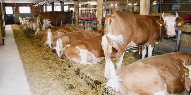 Der schöne, reine Simmentalerbestand der Familie Melchior Grossen in Kandergrund.