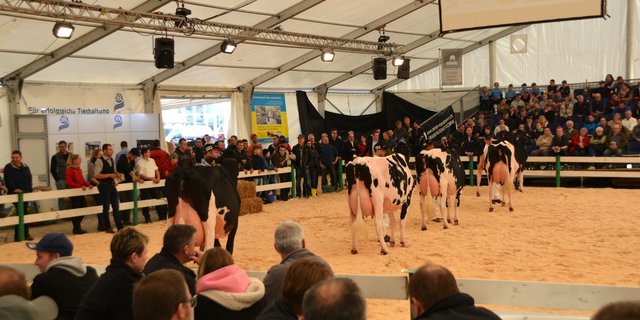 Die vier schönsten Luzerner Holstein-Kühe kurz vor der grossen Champion-Wahl. (Bild aem)