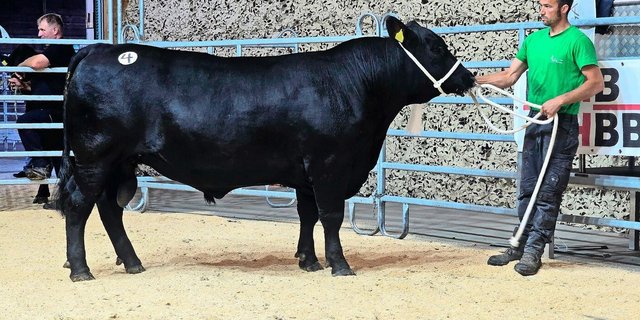 Der Champion der Angus-Rasse: der 775 kg schwere SMG-Mitch vom Sonnenhof von Silvan Gmür-Keller aus Ganterschwil SG.