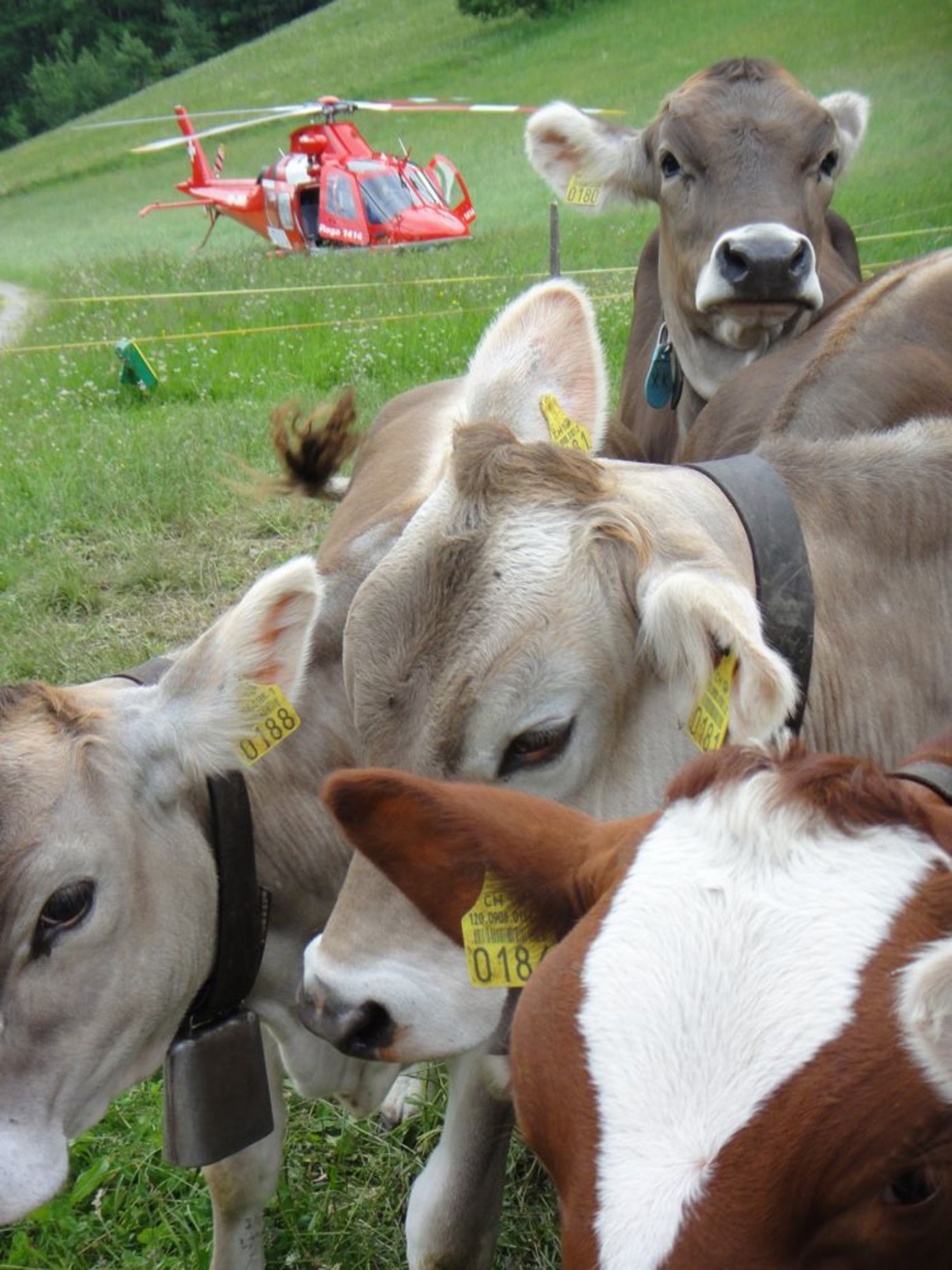 Etwas vom wichtigsten bei einem Rega-Einsatz ist Schnelligkeit. Nicht gut markierte Viehzäune können für die Besatzung gefährlich werden - oder sogar zum Absturz des Helikopters führen. Eine einfache, sachgerechte Markierung sieht man auf dem nächsten Bild ...