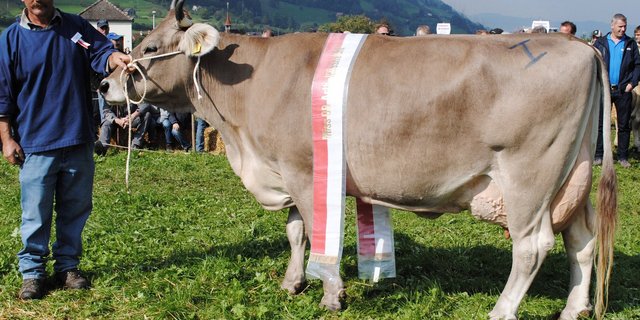 Miss OB Jubel Justa von Alois Marty, Goldau