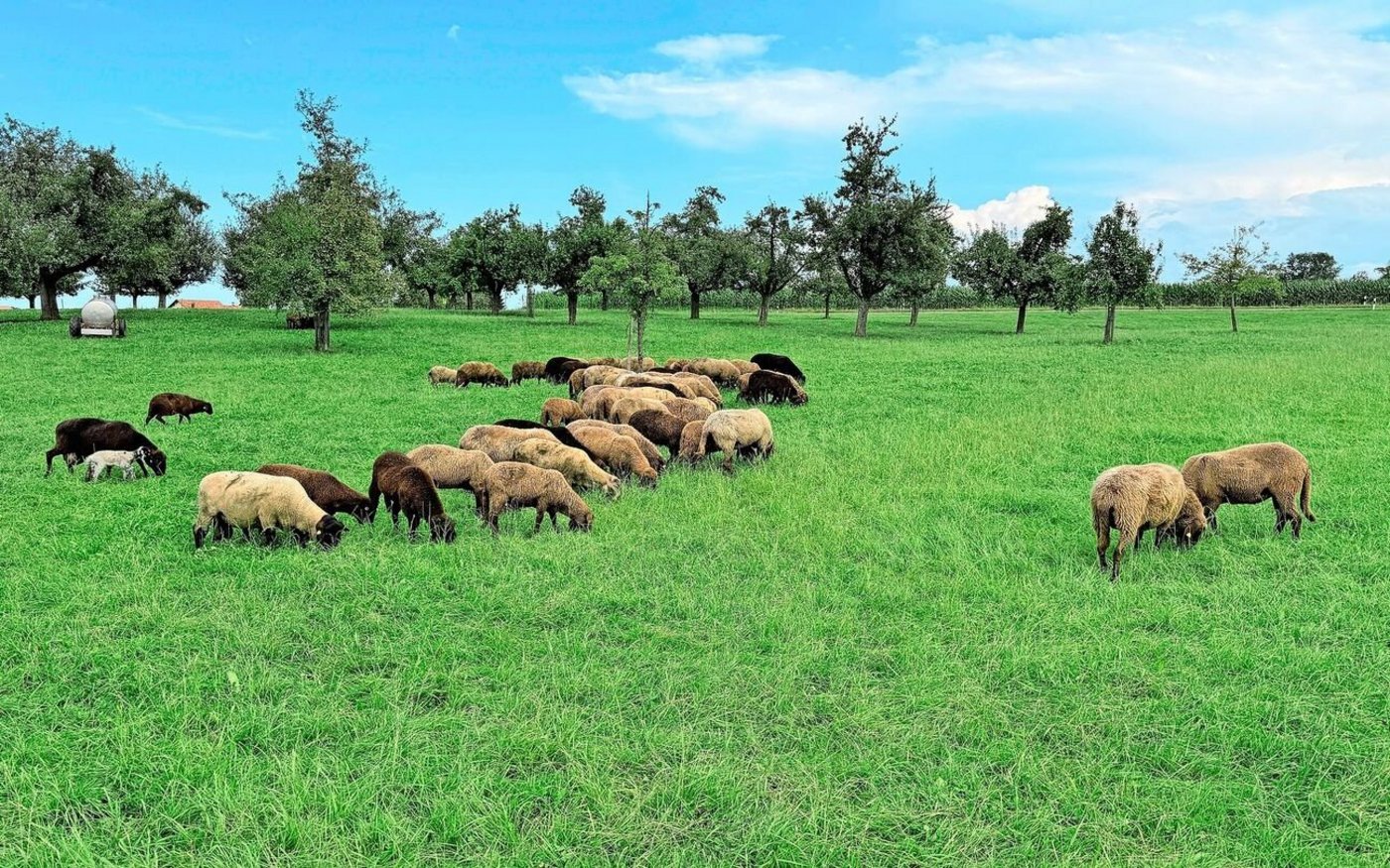 «Ich habe viele solche Wiesen um meinen Betrieb», sagt Reto Greminger. Das Engadinerschaf sei das ideale Tier für deren Unterhalt. Zwischen November und März ist es draussen, es muss zweimal im Jahr geschoren werden. 