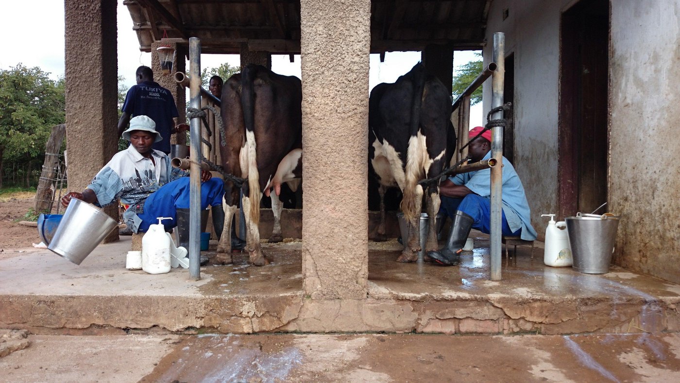 Handmelken in Kasisi/Sambia. Die Milch wird hauptsächlich noch an  Parmalat verkauft. Auf dem nächsten Bild ... (Bilder Markus Schär)