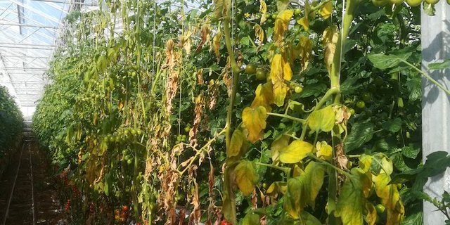 Der sogenannte Jordan-Virus kann in die Pflanze über kleinste Wunden eindringen und zu einem Totalausfall führen. (Bilder Scholz-Döbelin, Landwirtschaftskammer NRW)