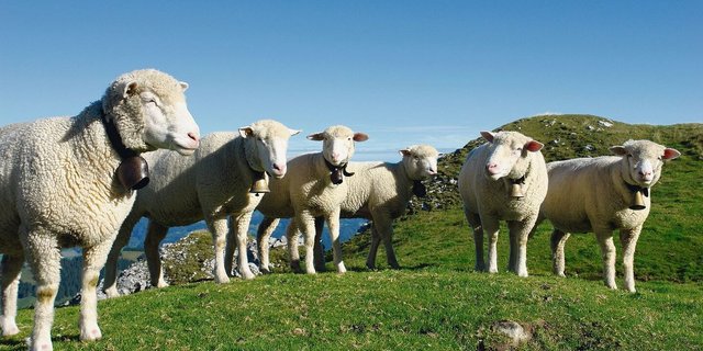 Gämsblindheit: Auch nicht sichtbar erkrankte Tiere können den Erreger ausscheiden. Eine Impfung ist nicht möglich.