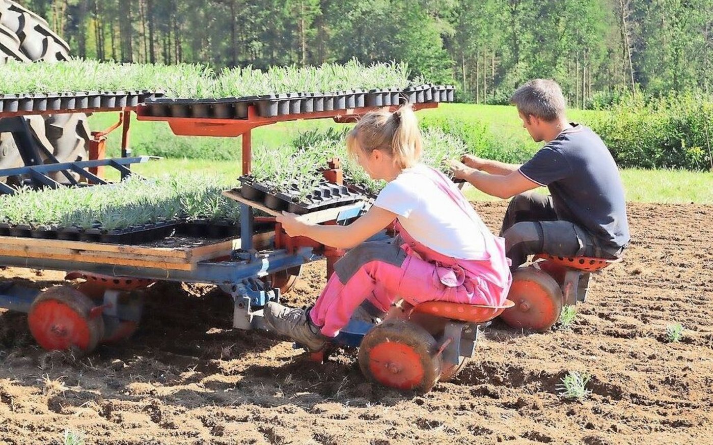 Die Familie musste viel ausprobieren: Für das Setzen der Lavandin-Pflanzen bauten sie eine Gemüsesetzmaschine um. 