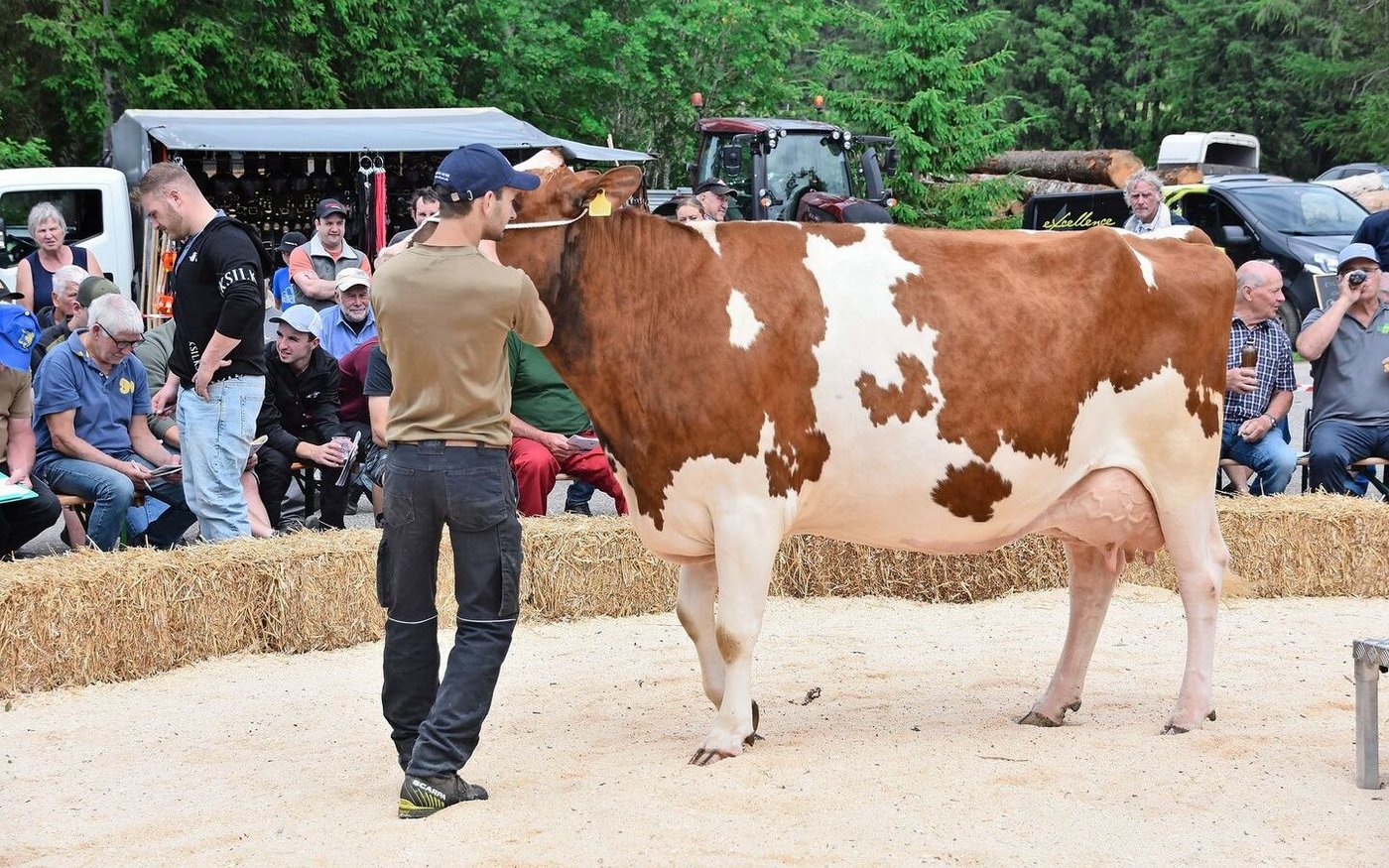 Genetik vor 30 Jahren: Pickel Ann-Sofia von Richard Ueltschi-Jaggi, Les Reussilles. Die mächtige Kuh ging für 4000 Franken weg.