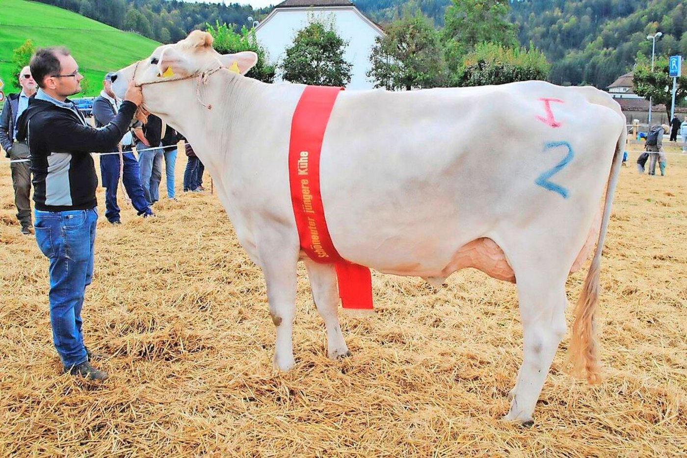 Phil-Kühe wie Paris von Roland Kälin, Euthal, Eutersiegerin in Einsiedeln, überzeugten an den Schwyzer Schauen.