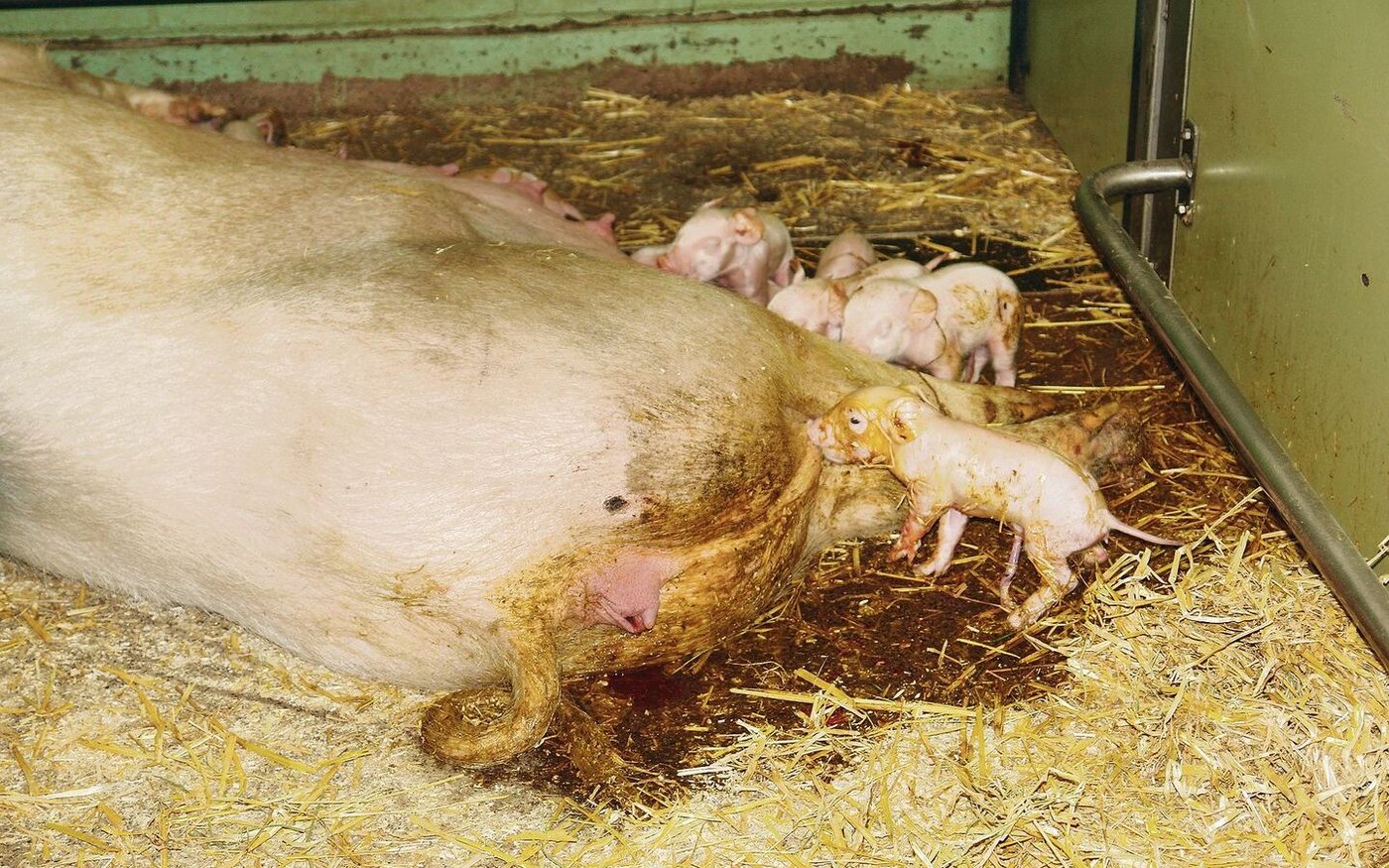 Gehäufte Probleme rund ums Abferkeln sind gemäss Stefan Birrer auch auf die Mykotoxinbelastung von Futter und Beschäftigungsmaterial zurückzuführen.