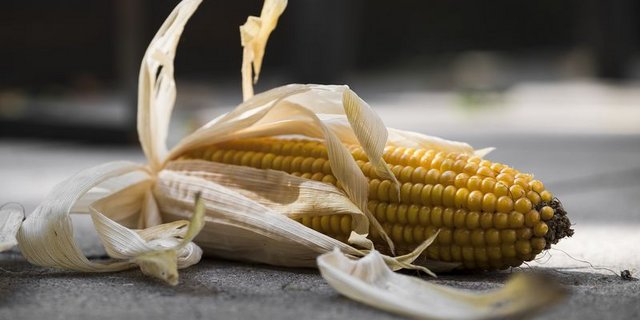 Parallel zu den Neuzulassungen wurden die Zulassungen von drei gentechnisch veränderten Maispflanzen erneuert. (Bild Pixabay)