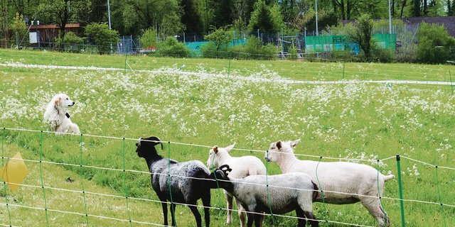 Ein Bild, an das man sich zunehmend gewöhnt: Am Herdenschutztag vom 28. April waren auch  Herdenschutzhunde zu begutachten. (Bilder Christian Weber)