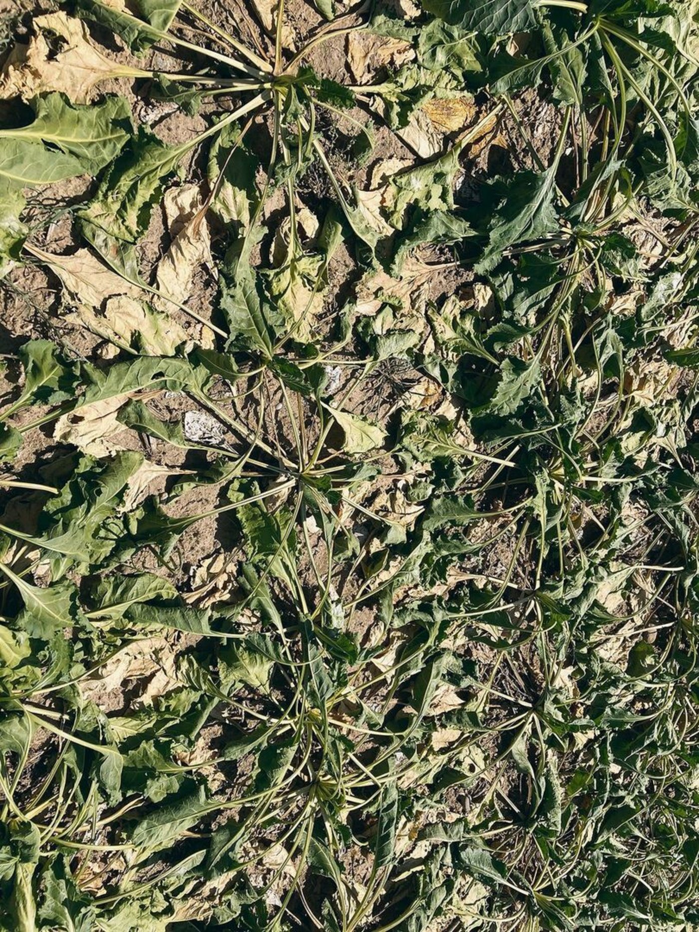 Am meisten leiden im Kanton Schaffhausen die Zuckerrüben. So schlimm wie hier sieht es in anderen Kantonen nicht aus.