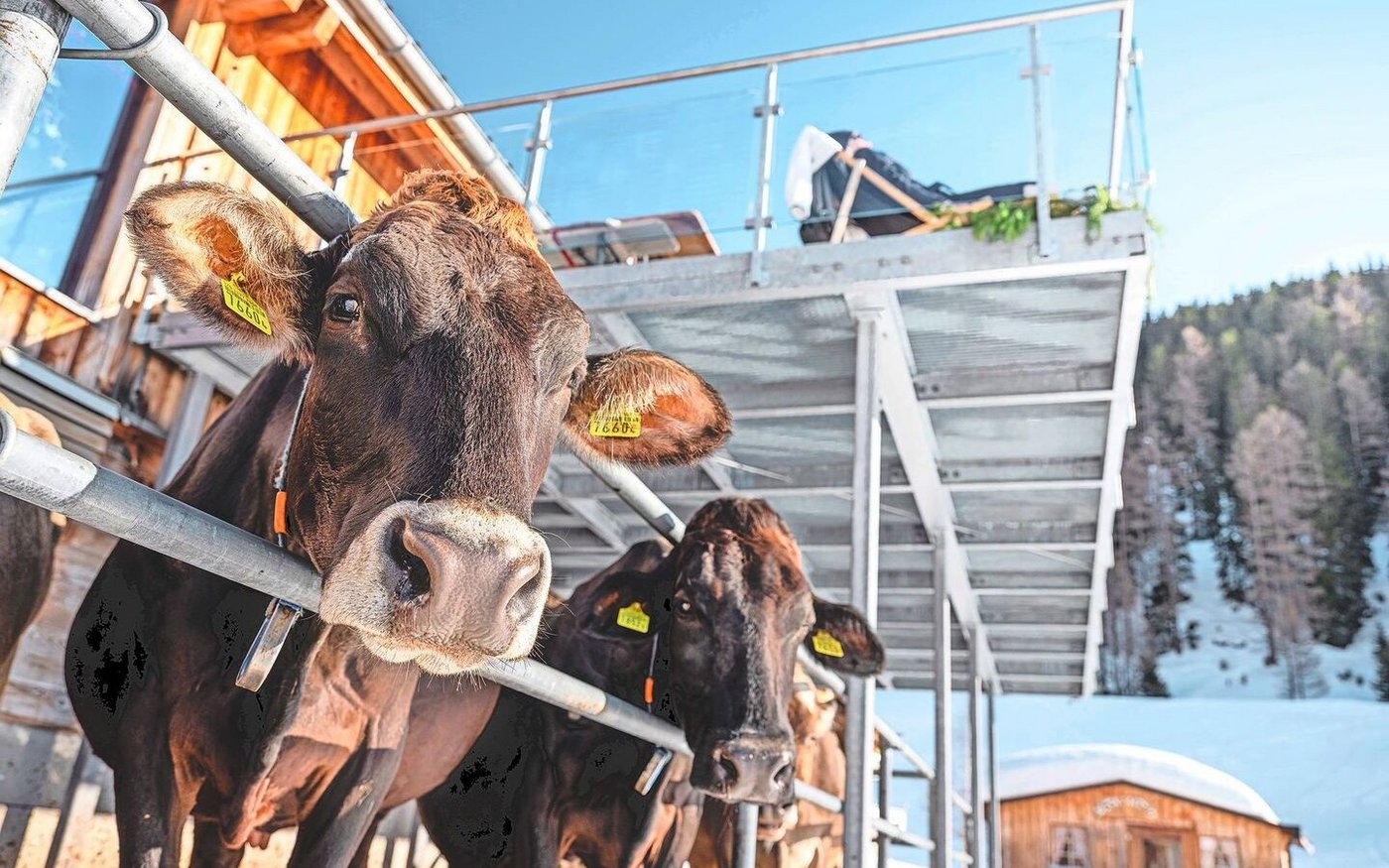 Unten geniessen die Kühe die Wintersonne, oben sonnen sich Langläufer und Winterwanderinnen. 