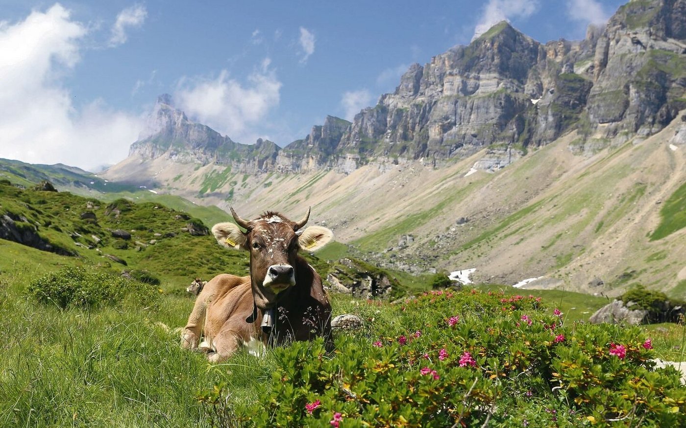 Gesunde Rinder auf der Alp machen sowohl den Hirten wie auch den Tierbesitzern Freude.