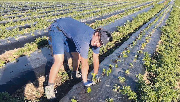 Die Erdbeersetzlinge zu setzen war anstrengend, aber Jasmin Zürrer hat es gefallen.