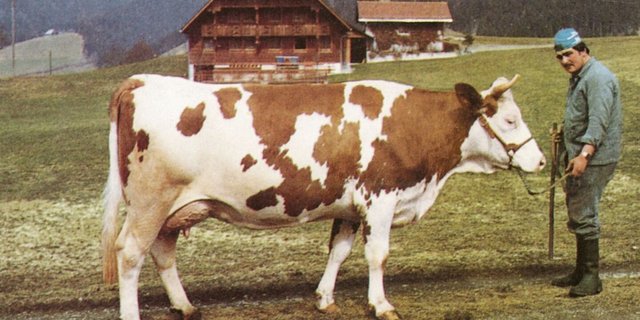 Topper Edelweiss von Hansruedi Stalder, Bühl, Eggiwil. Edelweiss gab in der 1. Laktation 5242 kg Milch.
