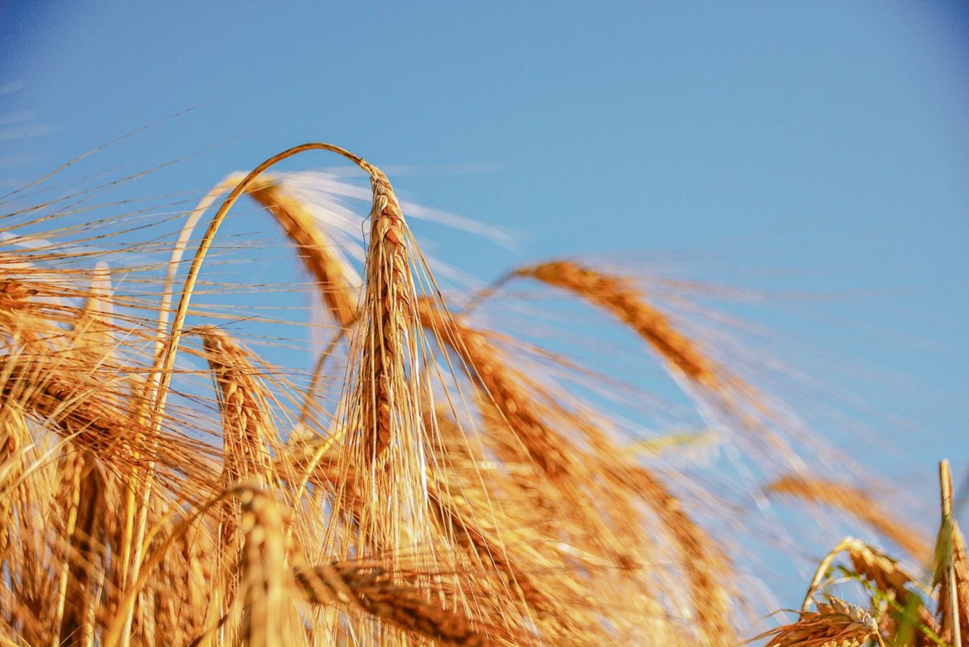 2020 war ein gutes Jahr für die Wintergerste. Dies zeigten auch die Sortenversuche von Swiss Granum und Agroscope, die neue Sorten auf Ertrag und Qualität untersuchten. (Bild BauZ)