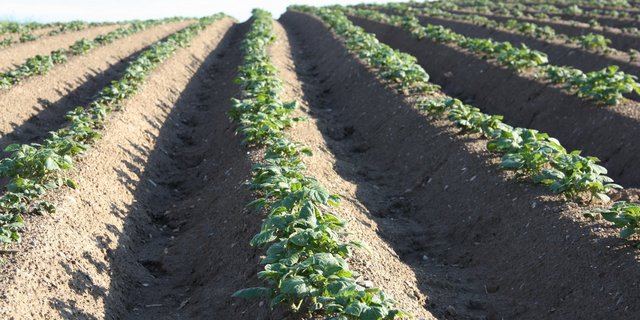 Durch die vom Dyker gemachten Löcher, fliesst Wasser tiefer in den Boden und nicht nur als Oberflächenwasser ab. (Bild aw)