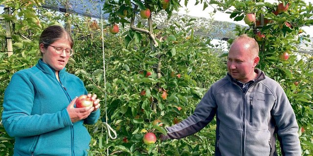Christoph und Alexandra Habermacher beurteilen in ihrer Obstanlage den verbliebenen Behang. Bald werden auch diese Jonagold geerntet. 