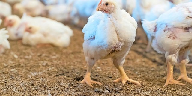 Masthybriden wie die der Rasse Ross-308 würden Qualen erleiden während der Mast, so TIF. Migros und Aviforum nehmen Stellung zu den Vorwürfen. 