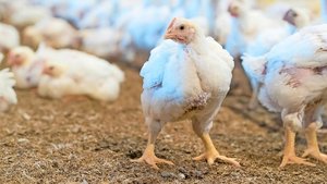 Masthybriden wie die Masthybriden wie die der Rasse Ross-308 würden Qualen erleiden während der Mast, so TIF. Migros und Aviforum nehmen Stellung zu den Vorwürfen.