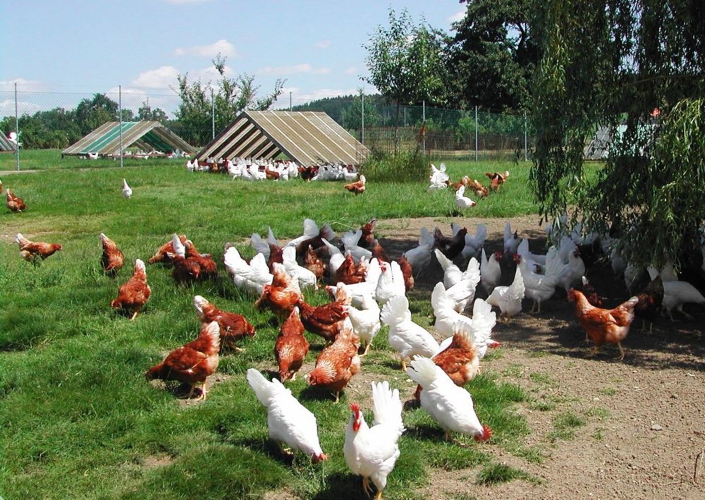 Weisse LSL und Lohmann Brown sind gute Weidetiere und leisten extrem viel. (Bild: Josef Kottmann)