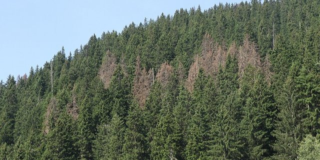 Eine ganze Gruppe befallener Fichten wird als Käfernest bezeichnet. Sobald sich der Buchdrucker fertig entwickelt hat, fliegt er aus und sucht neue Wirtsbäume. (Bild Beat Wermelinger/WSL)