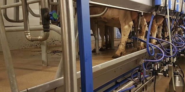 Die SMP wollen keinen Systemwechsel bei der Verkäsungszulage und wehren sich gegen eine Grenzschutz-Lockerung. (Bild lid/ji)