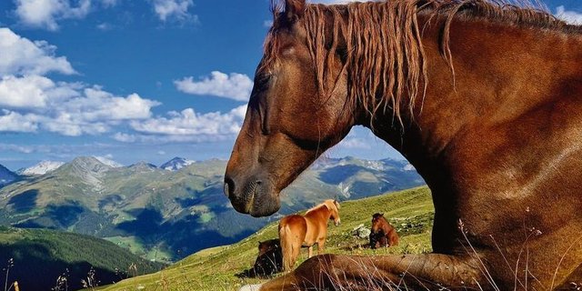 Das Pferd ist traditionell ein Teil der Landwirtschaft – nun wird dies zunehmend in Frage gestellt. «Rösseler» fürchten, dass das Pferd beim BLW an Rückhalt verliert. 