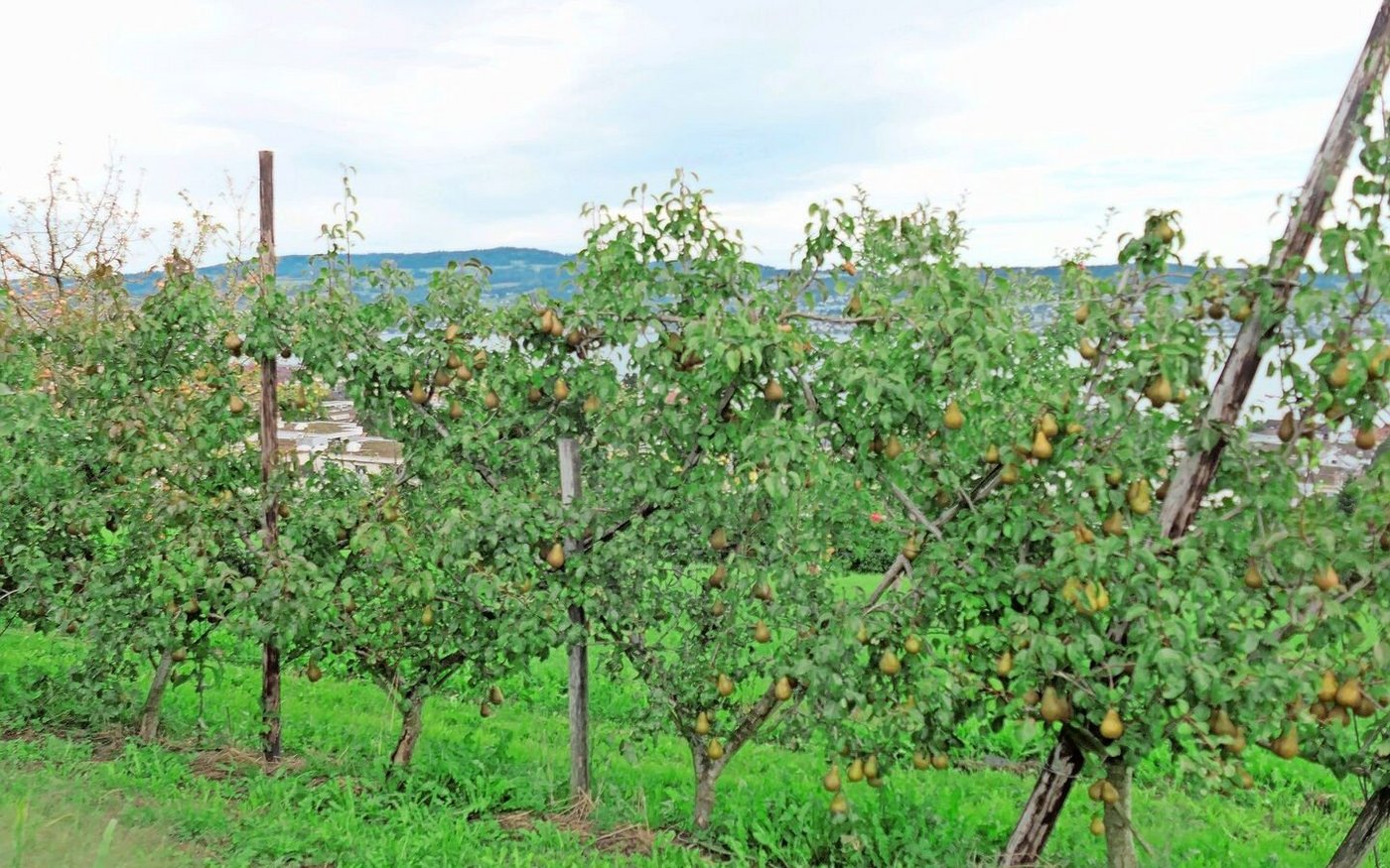 Der Apfel ist eine der Hauptkulturen auf dem Obst- und Beerenbetrieb Rellstab.