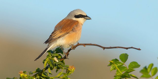 Der Neuntöter ist die winzige Würgerart, die sich in der Schweiz bisher halten konnte. (Bild zVg)