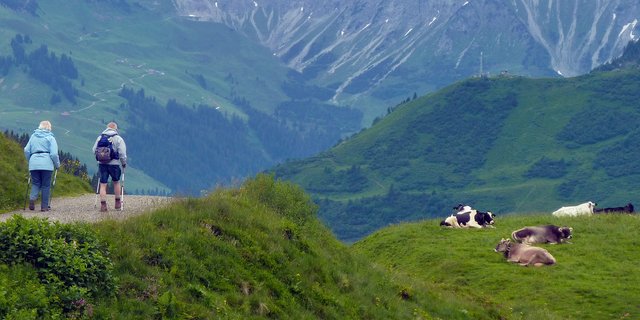 Beim Wandern im Weidegebiet sollte man grundsätzlich einen grossen Bogen um die Rinderherden machen, um Unfälle zu vermeiden. (Bild pixapay)