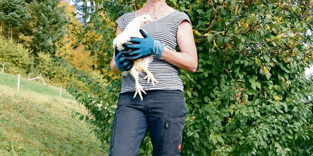 Strahlefrau mit Huhn: Silvia Stucki fängt seit sieben Jahren regelmässig Mastpoulets ein – manchmal auch mitten in der Nacht. (Bilder Monika Studer)