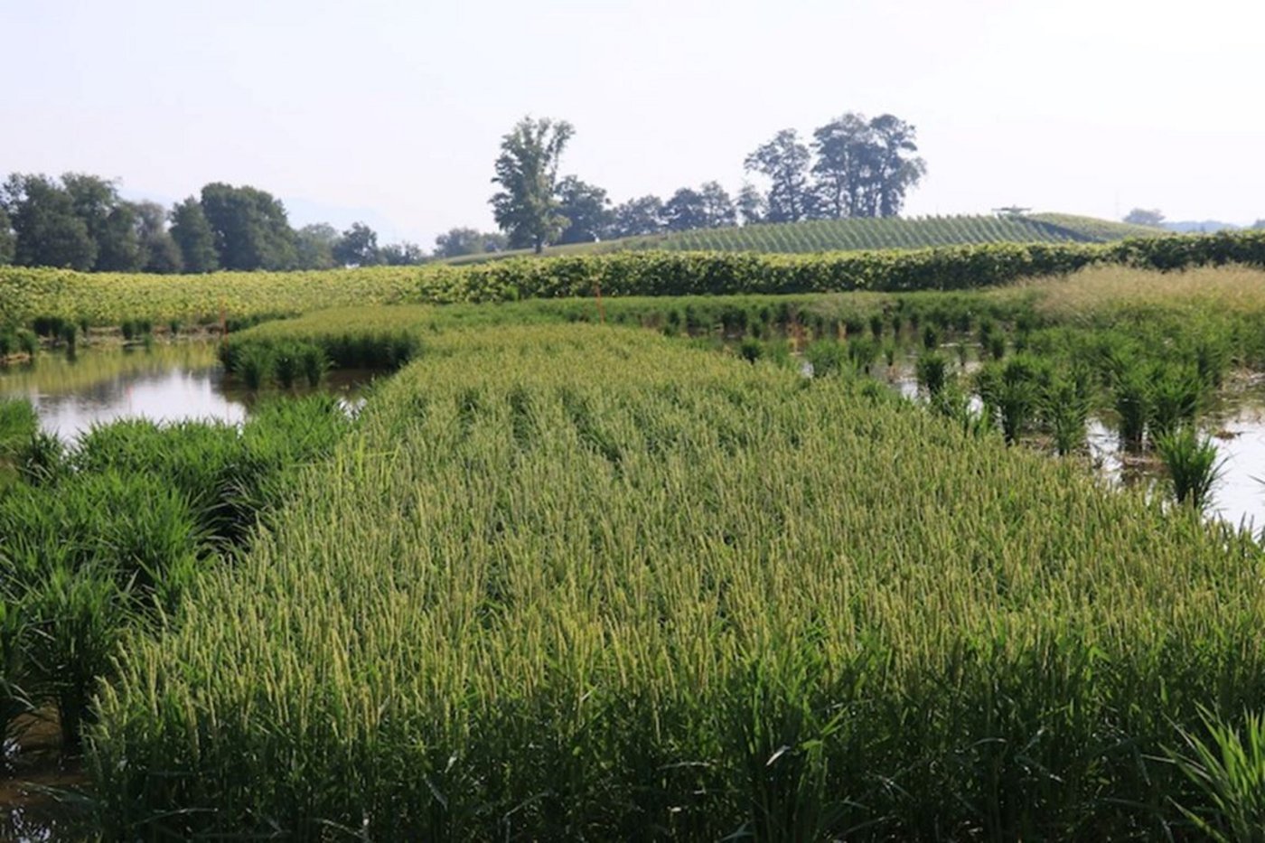 Ob der Reis in Witzwil so gut wächst wie im Bild in Schwadernau, wird sich zeigen. (Bild Agroscope/Kathrin Hartmann)