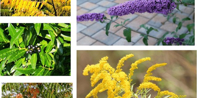 Alle diese Pflanzen sehen zwar schön aus und haben praktische Eigenschaften. Weil sei invasiv sind, gehören sie trotzdem nicht in den Garten. (Bilder Pixabay)