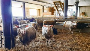 Rund 100 Milchschafe leben auf dem Betrieb von Familie Stillhart im Fricktal, Gastgeber am Nordwestschweizer Kleinwiederkäuertag.