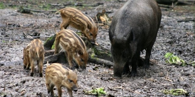 Wildschweine werden wegen dem Klimawandel in Europa immer häufiger. (Bild BauZ)