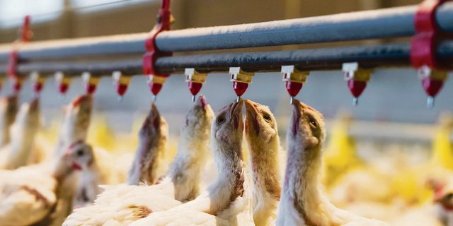 26 Tage alte Küken trinken von den Wasserspendern, die an den Rohren durch ihren Stall befestigt sind: Hitzestress belastet bei Geflügel den Kreislauf und kann zu vermehrten Abgängen führen. (Bild Peter Röthlisberger/Fotolord)